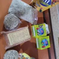 عروس هلندی دوکت|پرنده|رشت, صفاری|دیوار