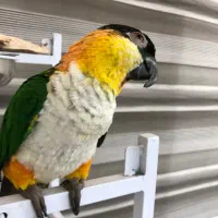 کایک سرسیاه سخنگو|پرنده|تهران, جردن|دیوار