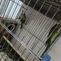 جفت طوطی ملنگو و جفت برزیلی و دو جفت عروس هلندی