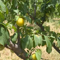 فروش خانه باغ در روستای بهجت آباد قزوین