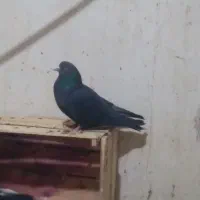 ۴۰عدد کفتر غریب همه پرشتی|پرنده|کوهدشت, |دیوار