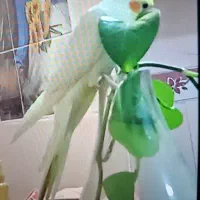 عروس هلندی گم شده