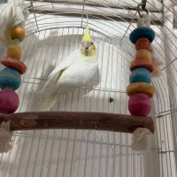 عروس هلندی