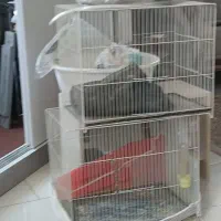 قفس پرنده