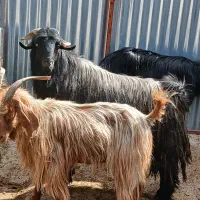 دبر تخمی بذری ترکی اصل