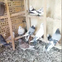 ۲۵جفت جوجه کفتر ناجلد|پرنده|کاشان, فاز ۱ ناجی آباد|دیوار