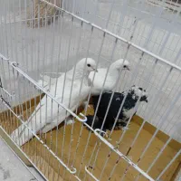 کفتر کبوتر بخاطر تنها بودنش میفروشم|پرنده|مراغه, |دیوار