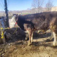 پنج عدد گوساله سیمنتال درجه یک