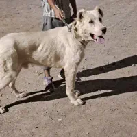 سگ نژاد دار|سگ|میان جلگه, |دیوار