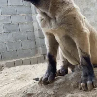 واگذاری دو پژدر نر و ماده|سگ|کرمانشاه, |دیوار