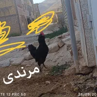 مرغ و خروس|حیوانات مزرعه|شیراز, کفترک|دیوار