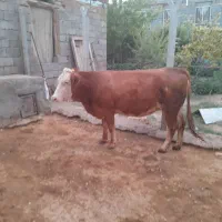 گاو