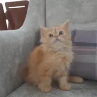 بچه گربه پرشین