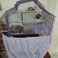 عروس هلندی نر ماده جفت