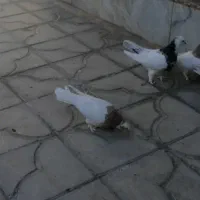 فروش سی عدد طوقی همه مدل دونه ای 500 هزار تومان|پرنده|استهبان, |دیوار