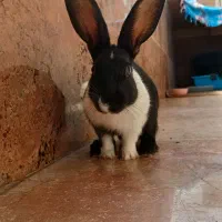 خرگوش