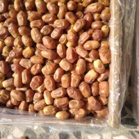 فروش خرما درجه یک باغات بوشهر