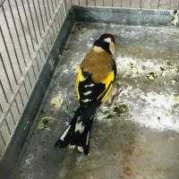 جوجه سهره رسمی پایزه|پرنده|پاکدشت, پاکدشت (مامازند)|دیوار