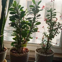 دو عددگل مرجان سبزوزیبا