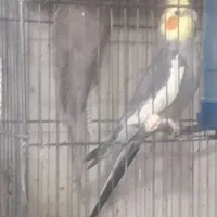 عروس|پرنده|کاشان, فاز ۱ ناجی آباد|دیوار