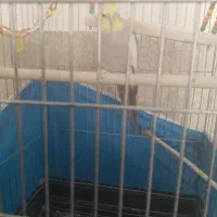 عروس هلندی سخنگو و باهوش