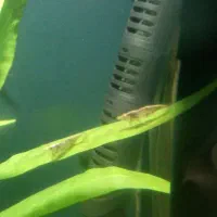 میگو ی آب شیرین تزئینی