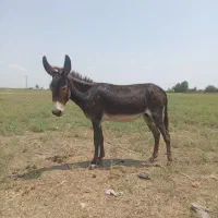 الاغ گوسفندی ارام|حیوانات مزرعه|رباطکریم, نوده|دیوار