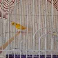 قناری نر|پرنده|سرپل ذهاب, |دیوار