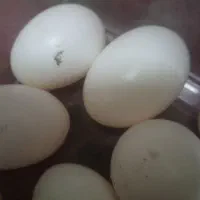 تخم کبوتر
