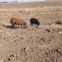 بره|حیوانات مزرعه|هیر, |دیوار