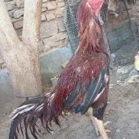 خروس اصیل لاری