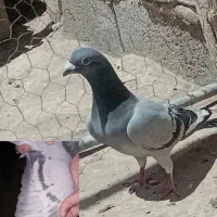 دوبر مسافتی|پرنده|تهران, مخصوص|دیوار