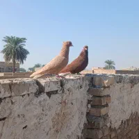 کبوتر|پرنده|کارون, |دیوار