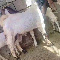 چپشت نری و بز فروشی