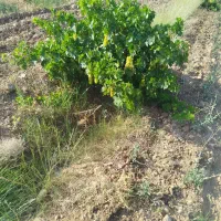 فروش آبغوره خانگی