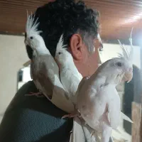 عروس هلندی|پرنده|تالش, جوکندان|دیوار