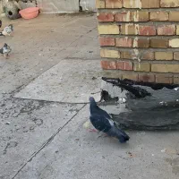 کفتر مسافتی گرفته شده