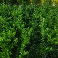 لاوسون یاس هلندی تاکسوز کاج طلایی گل و گیاه.|گل و گیاه طبیعی|چابکسر, |دیوار