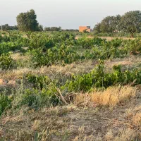 فقط با متری ۲۸۰ میلیون صاحب باغ ۱۰۰۰ متری شوید|فروش دفتر صنعتی، کشاورزی، تجاری|کرج, مهرویلا جنوبی|دیوار
