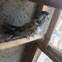 کبوتر هوایی