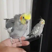 عروس هلندی جفت|پرنده|هشتگرد, مدرس|دیوار