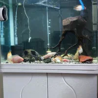 اکواریوم شرکتی