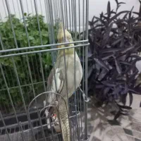 عروس هلندی|پرنده|رباطکریم, الارد|دیوار