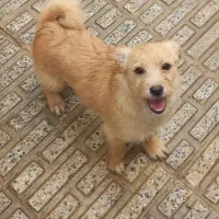 سگهای نژاد دار...