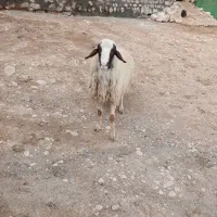 گوسفند داشتی