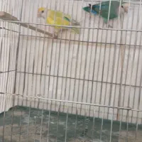 طوطی برزیلی|پرنده|کرمانشاه, |دیوار