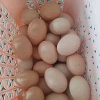 تخم مرغ محلی روستای سراب