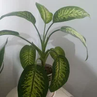 گل دیفن