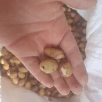 پسته تازه امسالی