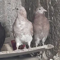 کبوتر تهرانی|پرنده|اصفهان, همدانیان|دیوار
